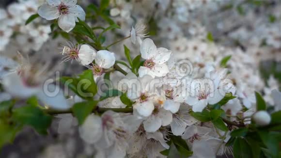 花樱桃开花白花樱花树木开花自然视频的预览图