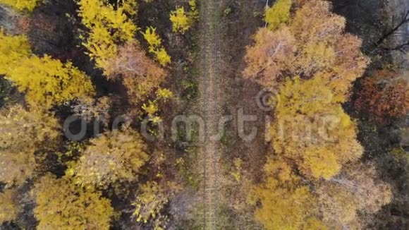 飞过穿过森林的铁路秋天空中观景摄像机着陆了4K视频的预览图