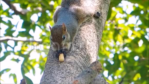 可爱的棕色松鼠在一棵大树上吃花生的镜头视频的预览图