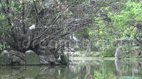 一群白鸟白鹭加尔泽塔在湖树上筑巢视频的预览图