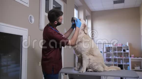 狗牙科健康检查期间的男性兽医视频的预览图