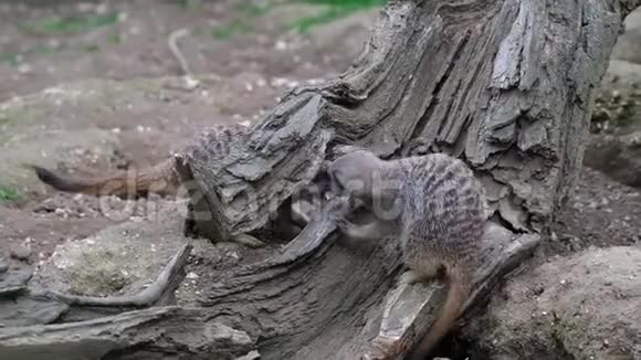 猫鼬在小动物园里玩耍视频的预览图