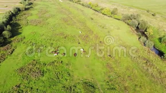夏天阳光明媚的一天成群的马在草地上放牧空中镜头飞回来视频的预览图