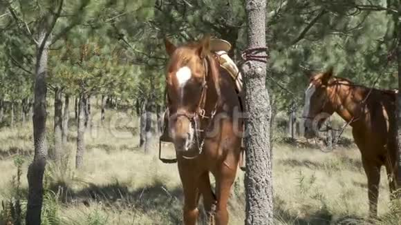 牛仔马停在树间的公园里视频的预览图