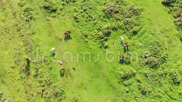 夏天阳光明媚的一天成群的马在草地上放牧空中镜头慢速下降技术4k视频的预览图