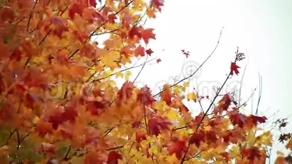 秋天的叶子落下1视频的预览图