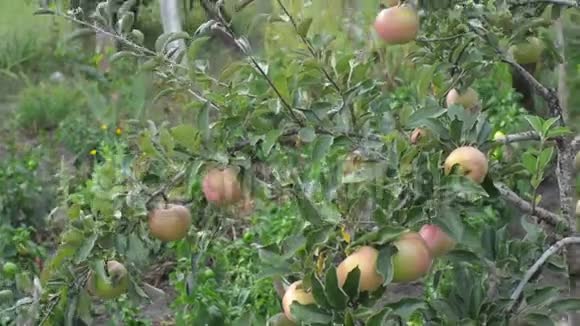 秋天的苹果园多汁的苹果在风中摇摆视频的预览图