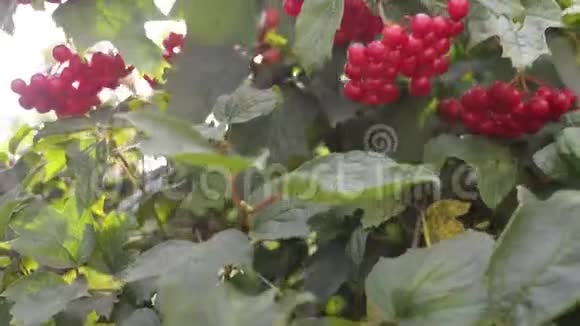 树枝上的一束红色的浆果视频的预览图