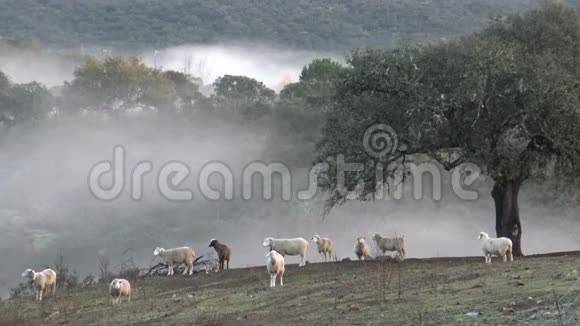 4的希普在迪希萨与雾通过橡树西班牙视频的预览图
