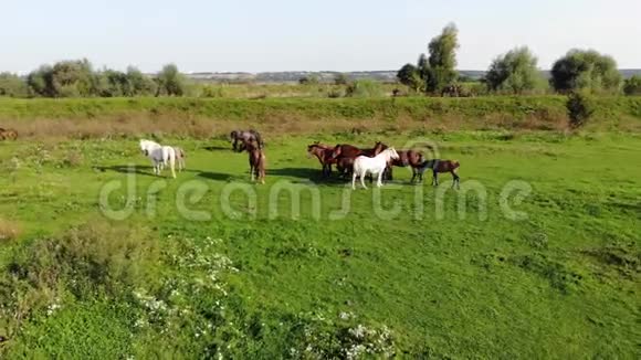 夏天阳光明媚的一天成群的马在草地上放牧空中观景镜头四公里高空飞行技术视频的预览图