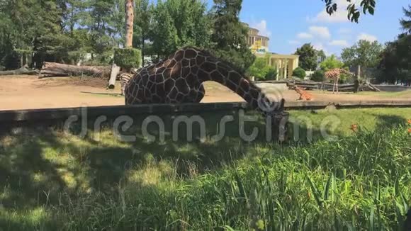 长颈鹿在动物园里吃草视频的预览图