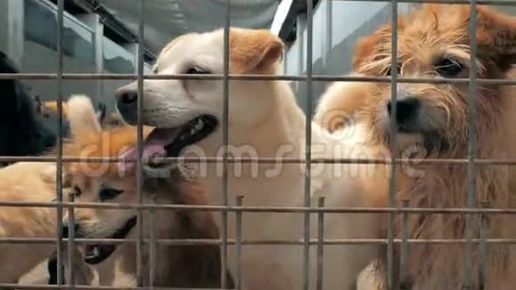 许多不同的大狗在栅栏后面寻找注意力狗在收容所或动物托儿所住房视频的预览图