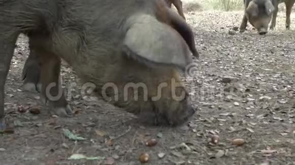 伊比利亚黑猪在草原上的橡树中缓慢活动视频的预览图