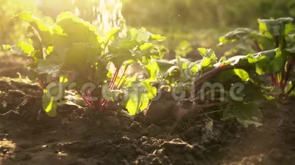 在夕阳下在农场的田野上浇灌作物新鲜的有机甜菜夏收收拢视频的预览图