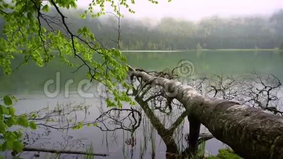 山水秀丽的山湖以森林为背景山湖的春天景观树在山上坠毁了视频的预览图