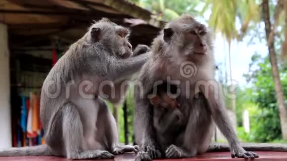 一家猴子猴宝宝母乳喂养妈妈喂爸爸很关心你家庭概念视频的预览图