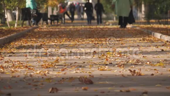 乱人在秋公园黄叶落在路上视频的预览图