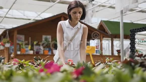 一个年轻漂亮的女孩在花园中心修花布鲁内特女士买花盆视频的预览图