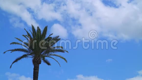 美好的一天棕榈树和蓝天的时间流逝视频的预览图