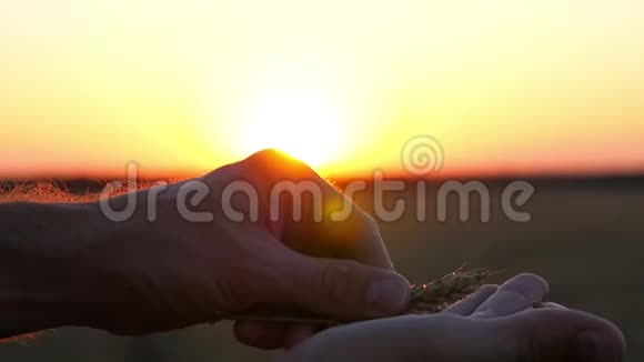 一个年轻的农民的手特写在日落时拿着麦穗在田野里这个人正准备收割小麦视频的预览图