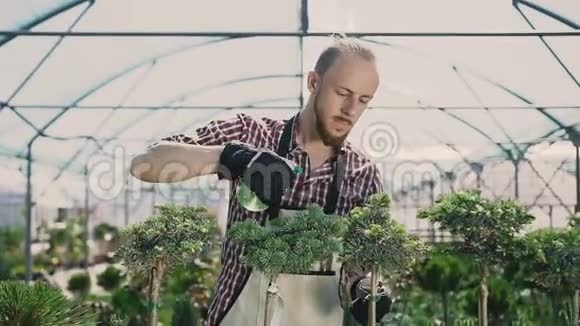 有魅力的人花匠穿着绿色围裙在温室里用花园喷雾器浇灌植物和花朵植物护理视频的预览图