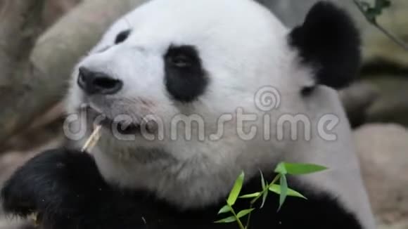 熊猫熊一边吃着咀嚼的竹子一边特写视频熊猫熊头脸特写视频的预览图