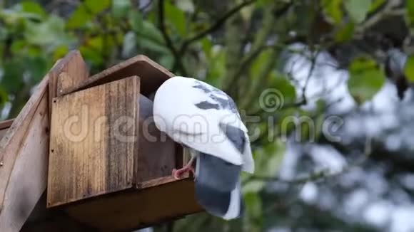 鸽子从小鸟种子喂食器喂食视频的预览图