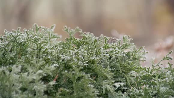 城市公园园林中乔木林覆盖霜冻的常绿灌木视频的预览图