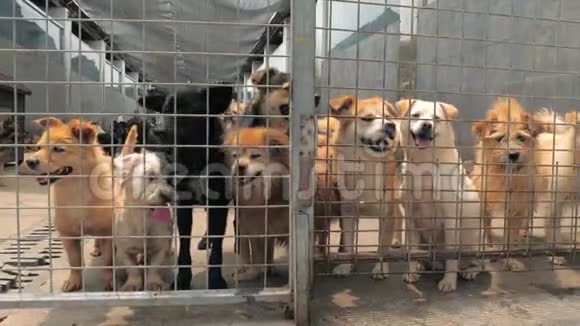 许多不同的大狗在栅栏后面寻找注意力狗在收容所或动物托儿所住房视频的预览图