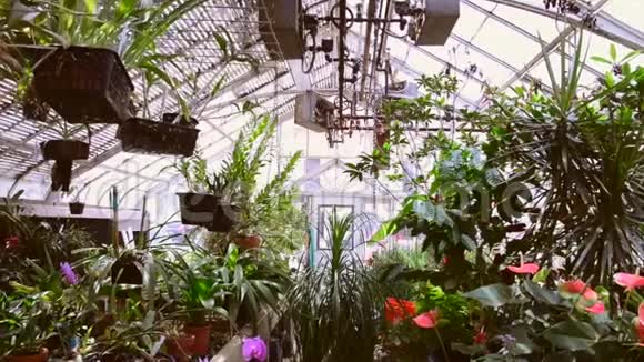 温室植物生长视频的预览图