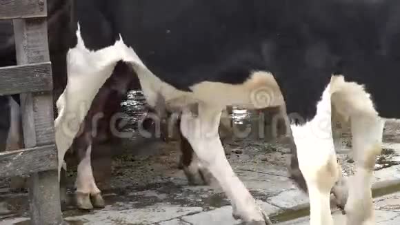 公牛牛斯蒂尔斯牛农场动物视频的预览图