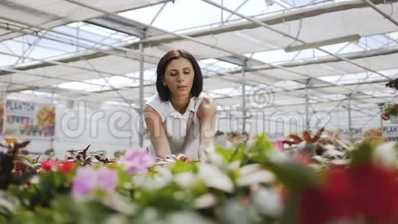 女人在花园商店买花年轻女子在阳光明媚的花房市场上买装饰植物视频的预览图