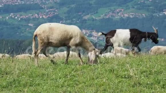 在意大利阿尔卑斯山的草地上放牧的绵羊和山羊山区自然环境视频的预览图