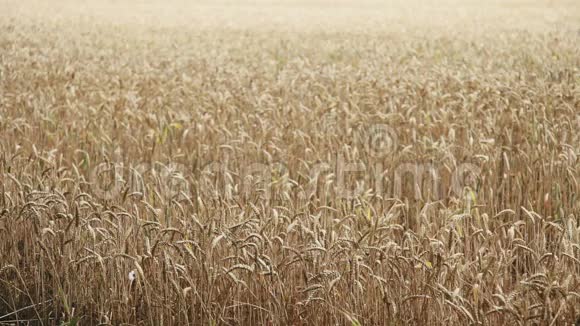 微风中的小麦视频的预览图