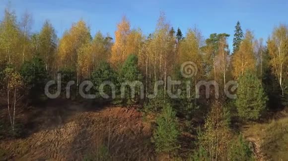 秋天的杂树林视频的预览图