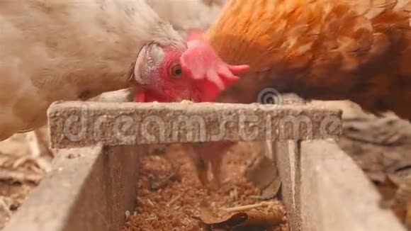 漂亮的鸡吃谷物特写镜头视频的预览图