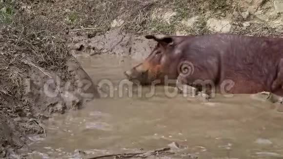 4K在西班牙埃斯特雷马杜拉草原上享受泥浆的黑伊比利亚猪视频的预览图