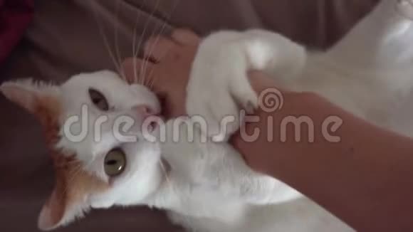 鳕鱼和生姜家猫咬人手嬉戏宠物视频的预览图