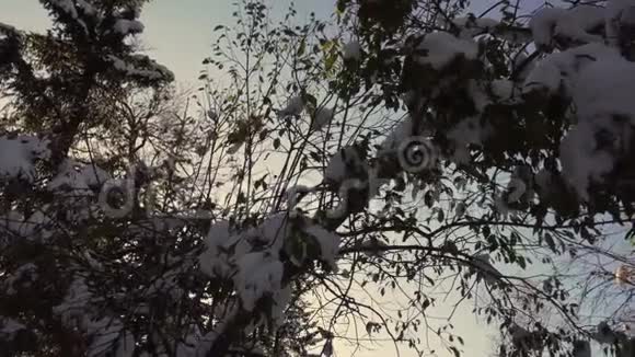 黄冬林带雪寒冷天气中的彩色落叶乔木视频的预览图