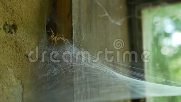 旧窗口上的蜘蛛和网络视频的预览图