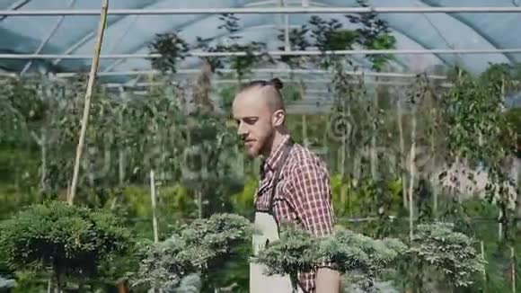 带有装饰植物和花卉的大型温室带着红色衬衫的胡子的园丁检查一下视频的预览图