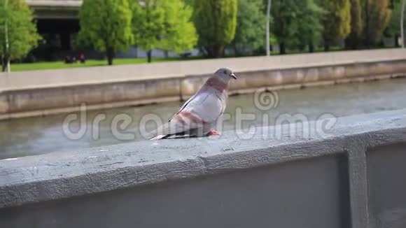 一只有棕色条纹的灰鸽子沿着堤岸的护墙行走视频的预览图