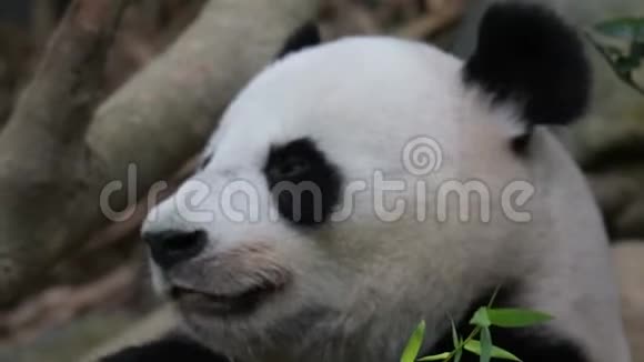 熊猫熊一边吃着咀嚼的竹子一边特写视频熊猫熊头脸特写视频的预览图