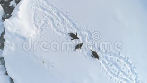 南极洲企鹅休息雪航景图视频的预览图