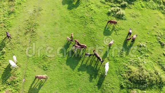 在夏日阳光明媚的日子里成群的马在草地上放牧休息哺乳动物在自然界中的生命无人驾驶飞机的空中景观视频的预览图