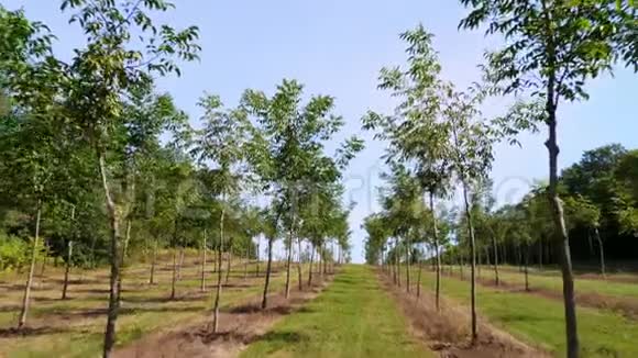 种植园的福斯特独特的杂交坚果旨在生产珍贵的木材一排排年轻健康的坚果树视频的预览图