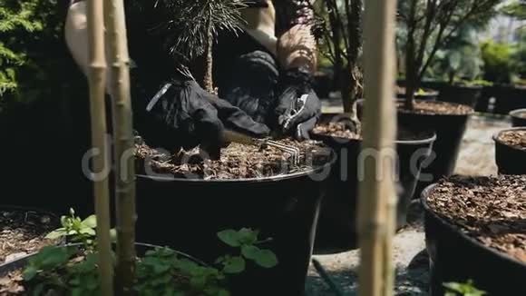 一个戴手套的园丁在一个大花盆里种土视频的预览图