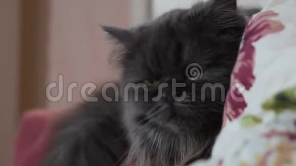 棕色眼睛的苏格兰猫特写这只猫是深灰色的留着长发视频的预览图