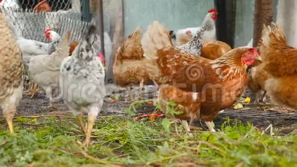 漂亮的鸡在院子里吃草乡下院子慢动作视频的预览图
