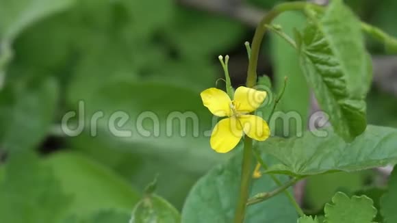 药用植物的黄花是天然背景上的雪兰碱视频的预览图